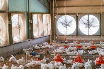 At Least 40% of the Country's Poultry Farms Are Currently Empty