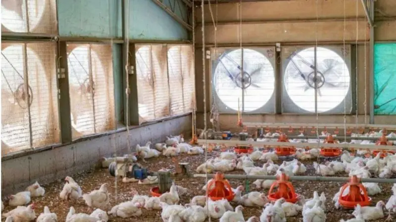 At least 40% of the country's poultry farms are currently empty