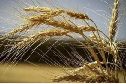 Mehrbano Mahdavi, the reporter, says temporary increase in wheat production is not self-sufficiency