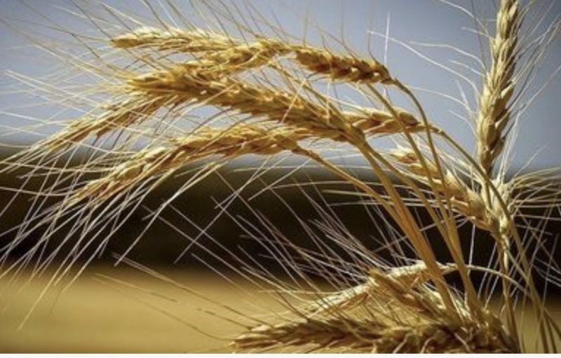 Mehrbanou Mahdavi, Journalist: Temporary Increase in Wheat Production is Not Self-Sufficiency