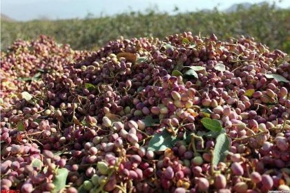 Pistachio exports decreased by 61 percent