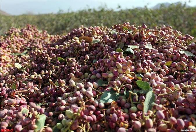Pistachio exports decreased by 61 percent