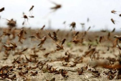 Possibility of Desert Locust Attack on Iran