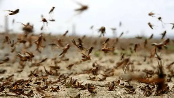 Possibility of Desert Locust Invasion in Iran