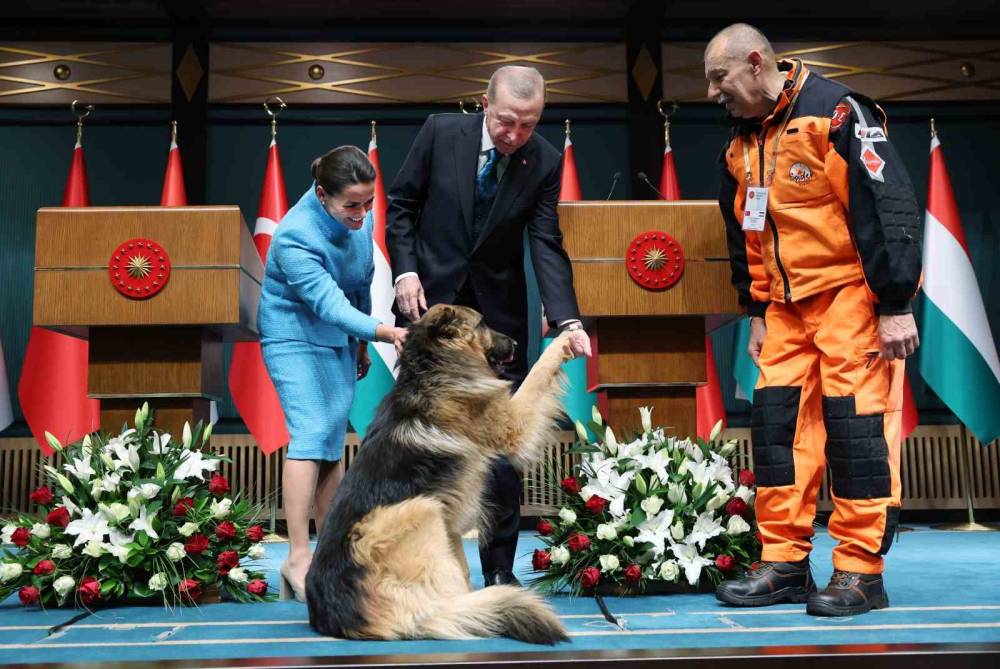 Appreciation for Search and Rescue Dog in Turkey
