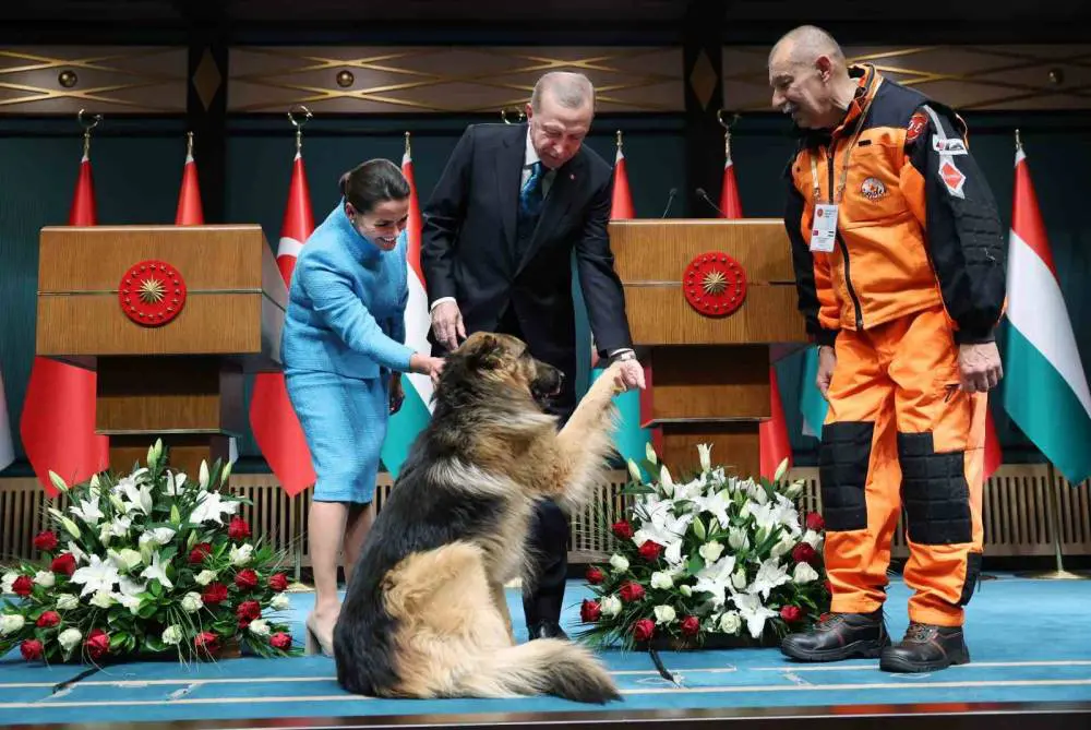 Honoring the Rescue Dog in Turkey
