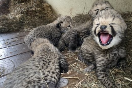 India announces the birth of four leopard cubs