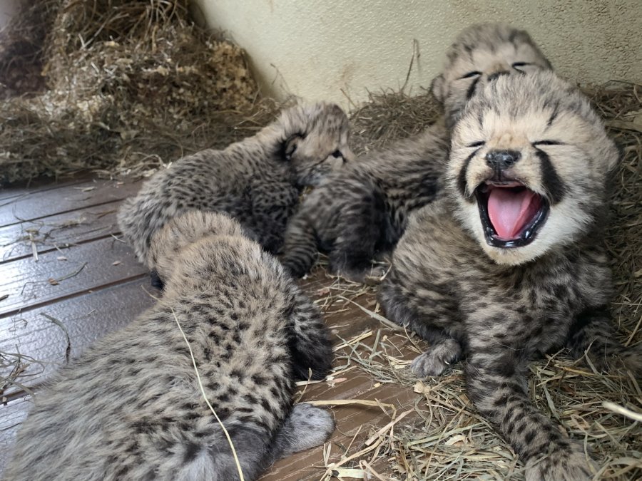 India announces the birth of four leopard cubs