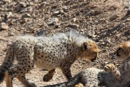Iran's Environmental Organization has spotted 18 Asiatic cheetahs this year