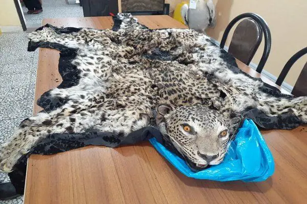 Leopard Hunter Arrested in Gilan