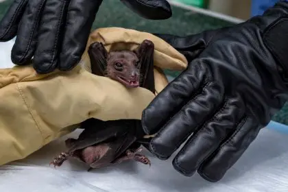 5 People in Tanzania Die from Marburg Virus