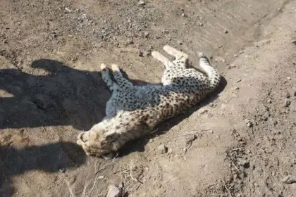 A Cheetah Died in a Collision on the Miami Road