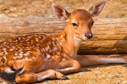 The first Iranian deer was born in 1402