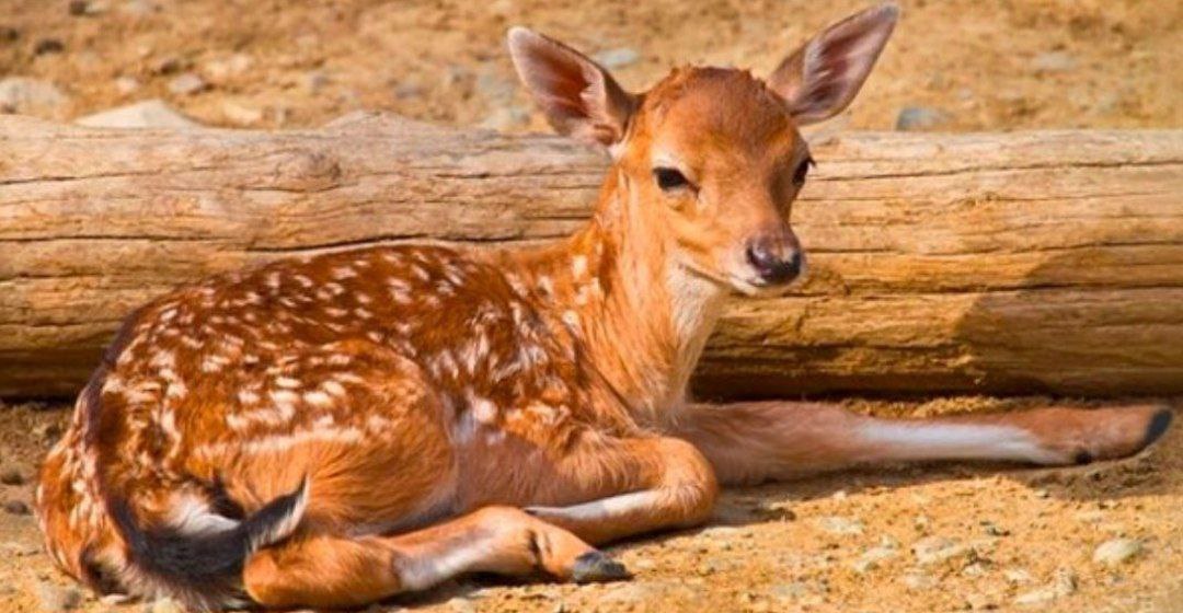 The first Iranian deer was born in 1402