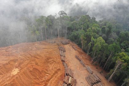 New European Law to Stop Global Deforestation