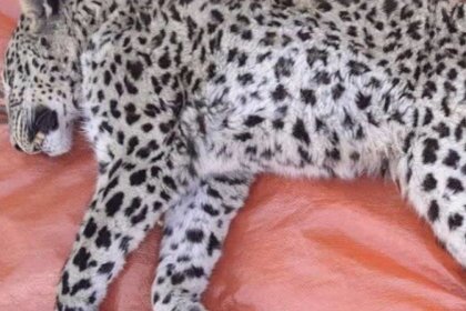 Direct shooting the cause of death of the leopard in Tonekabon