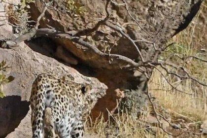 Iranian Leopard Image Registered in Chaharmahal and Bakhtiari