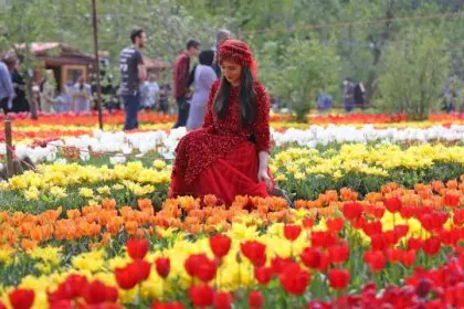 Asara Tulip Festival Canceled Due to Hijab