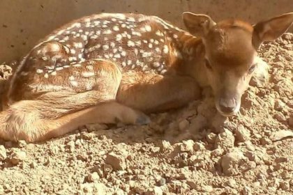 The Birth of the First Iranian Yellow Deer in Lorestan