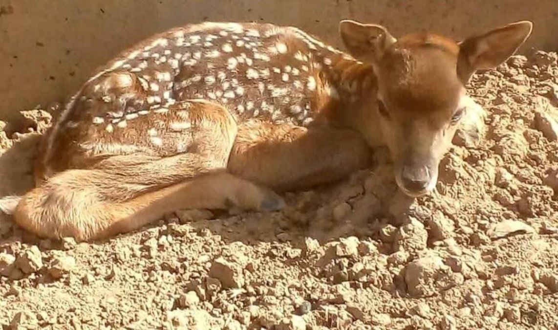 The Birth of the First Iranian Yellow Deer in Lorestan