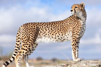 An Iranian veterinarian says the Iranian leopard is not pregnant