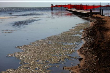 The head of the Environmental Organization says the water level of the Caspian Sea is decreasing