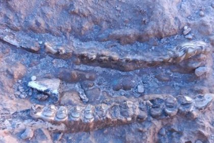 400 fossils, 10 million years old, discovered in Maragheh