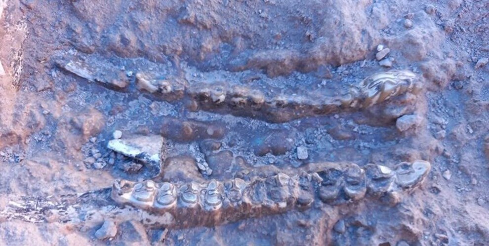 400 fossils, 10 million years old, discovered in Maragheh