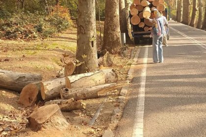 Cutting down some trees in the Saadabad complex