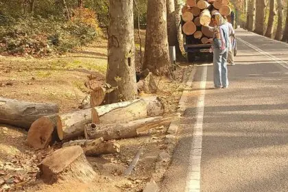Cutting Down Some Trees in the Saadabad Complex