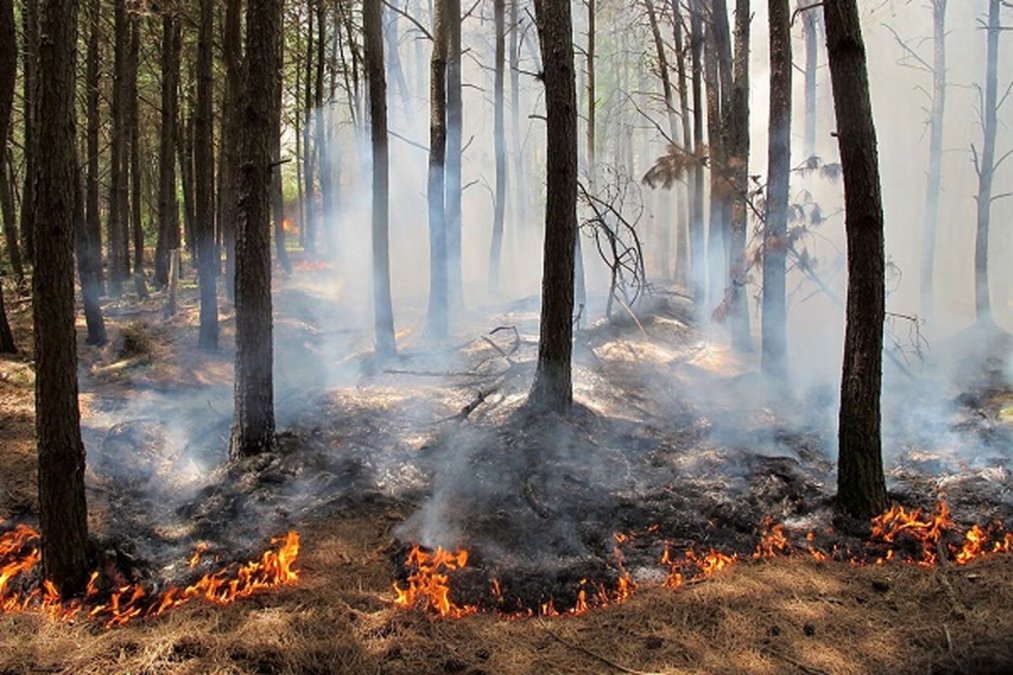 The forest fires in Gilan and Mazandaran continue