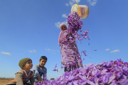 Drying the Saffron Reserves of Iran