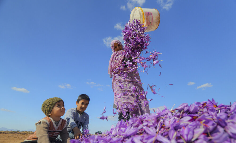 Drought of Saffron Reserves in Iran