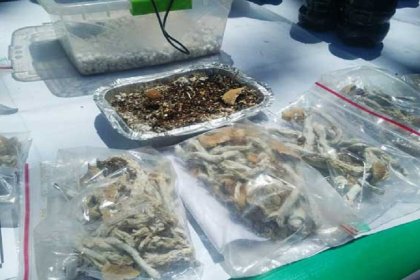 8 kilograms of mushrooms discovered in East Tehran