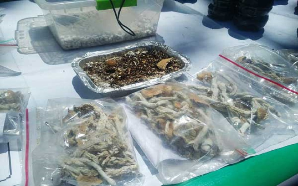 8 kilograms of mushrooms discovered in East Tehran