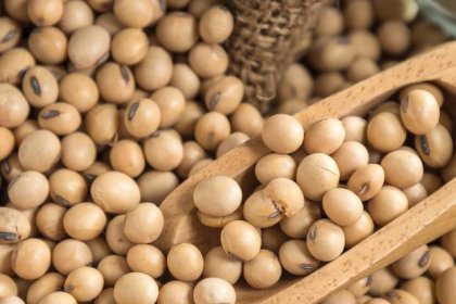 Soybeans in the list of oil derivatives