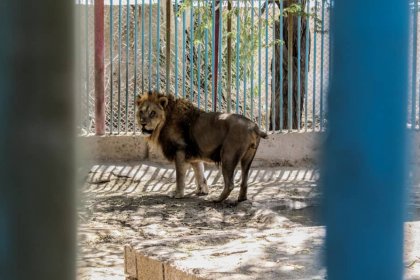 The Environmental Organization states that no wildlife park in Iran meets high standards