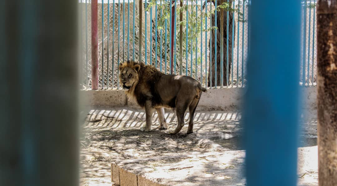 The Environmental Organization states that no wildlife park in Iran meets high standards