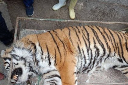 A tiger in a zoo in Mashhad died