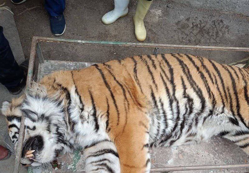 Tiger at Mashhad Zoo Died