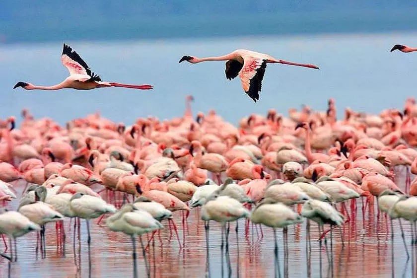 Entry of Travelers and Tourists to Miankaleh Wildlife Refuge Prohibited on Nature Day