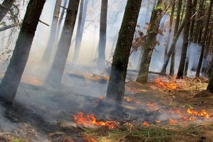 A part of Kojour forest in Noshahr caught fire