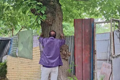 Tehran City Council Member: Construction in Laleh Park Halted