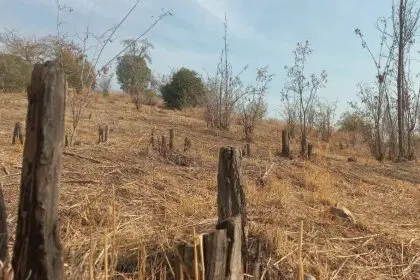 Drying of Thousands of Trees in Chitgar Forest Park