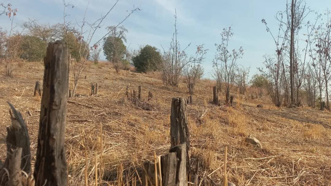 Drying of Thousands of Trees in Chitgar Forest Park