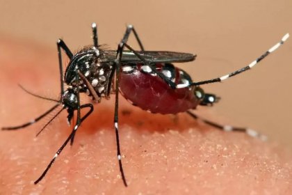 At any moment, the Deputy of Health Ministry states that there is a possibility of encountering Aedes mosquitoes in Tehran