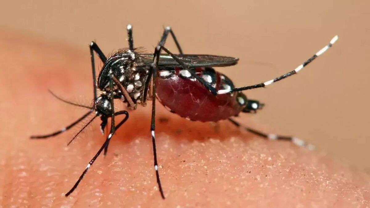 Health Ministry Deputy: Aedes Mosquito Could Be Spotted in Tehran at Any Moment