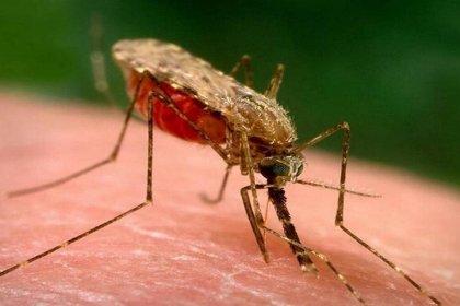 Observation of a Positive Dengue Fever Case in Khorasan Razavi