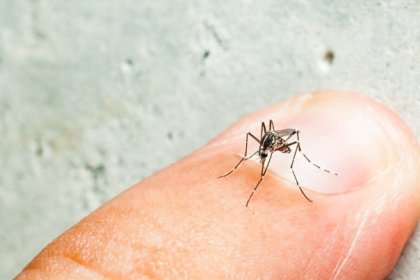 780 points in Chabahar infested with Aedes mosquitoes