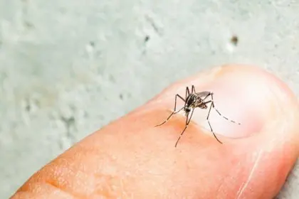 780 Spots in Chabahar Infested with Aedes Mosquito